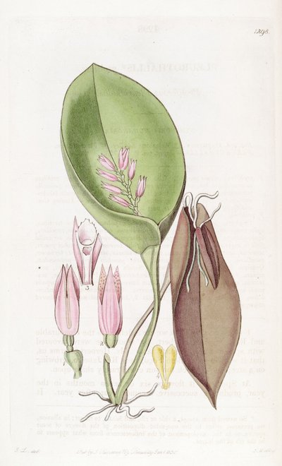 Acianthera Prolifera (as syn. Pleurothallis Prolifera) by S. Watts